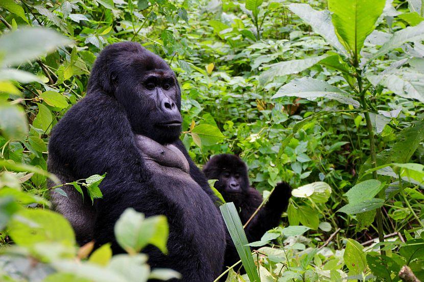 Gorilla with baby gorilla