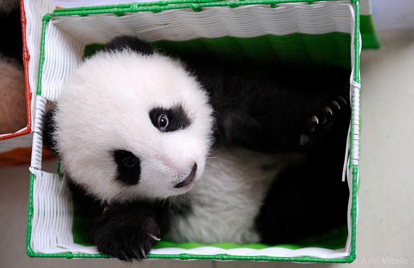 Cute baby panda