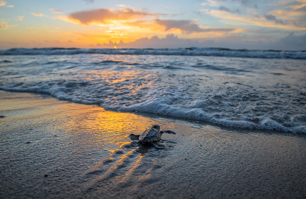 The Great Turtle Project