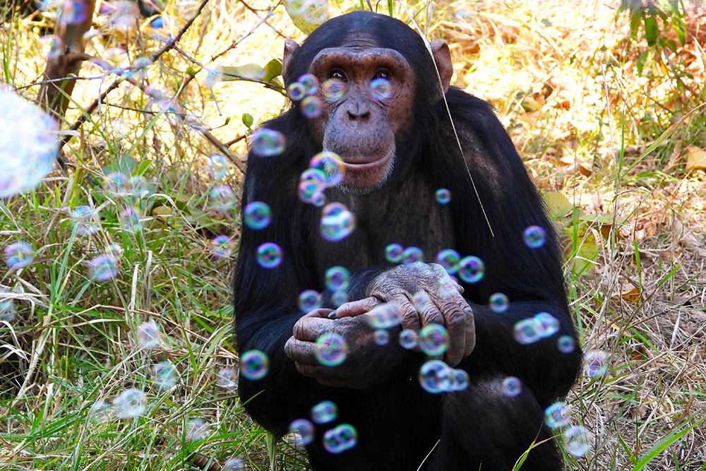 Chimpanzee at Chimp Eden Looking at Bubbles During Enrichment
