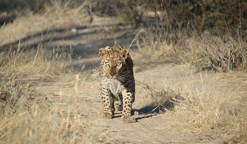 Cheetah in Namibia