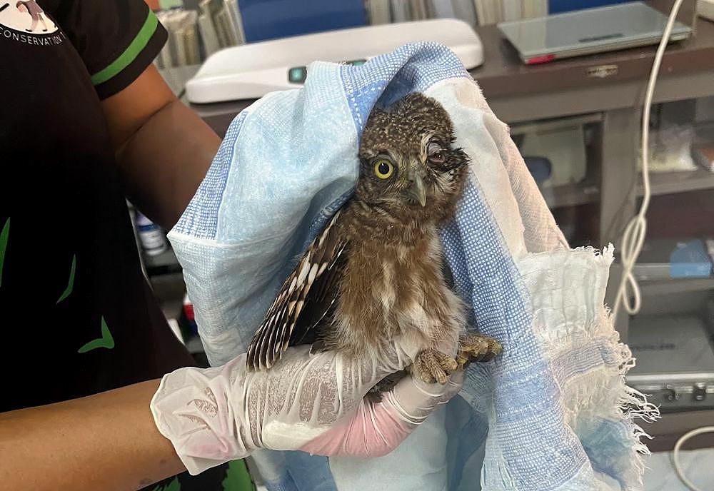 Owl Brings Himself to Laos Wildlife Sanctuary