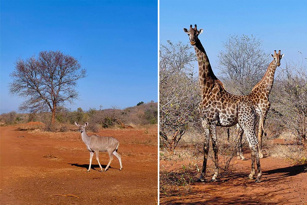 Kudu and Giraffes on SanWild Reserve