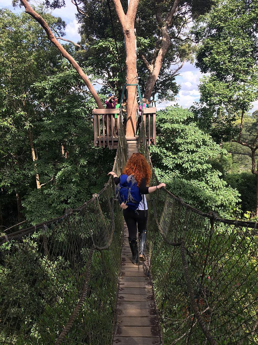 Canopy Walk in Borneo