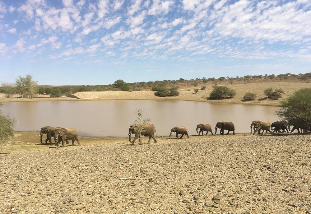 Herd of elephants in Namibia