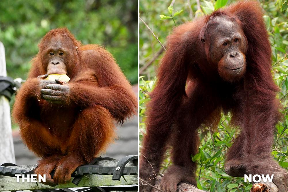Orangutan Bumi Then and Now