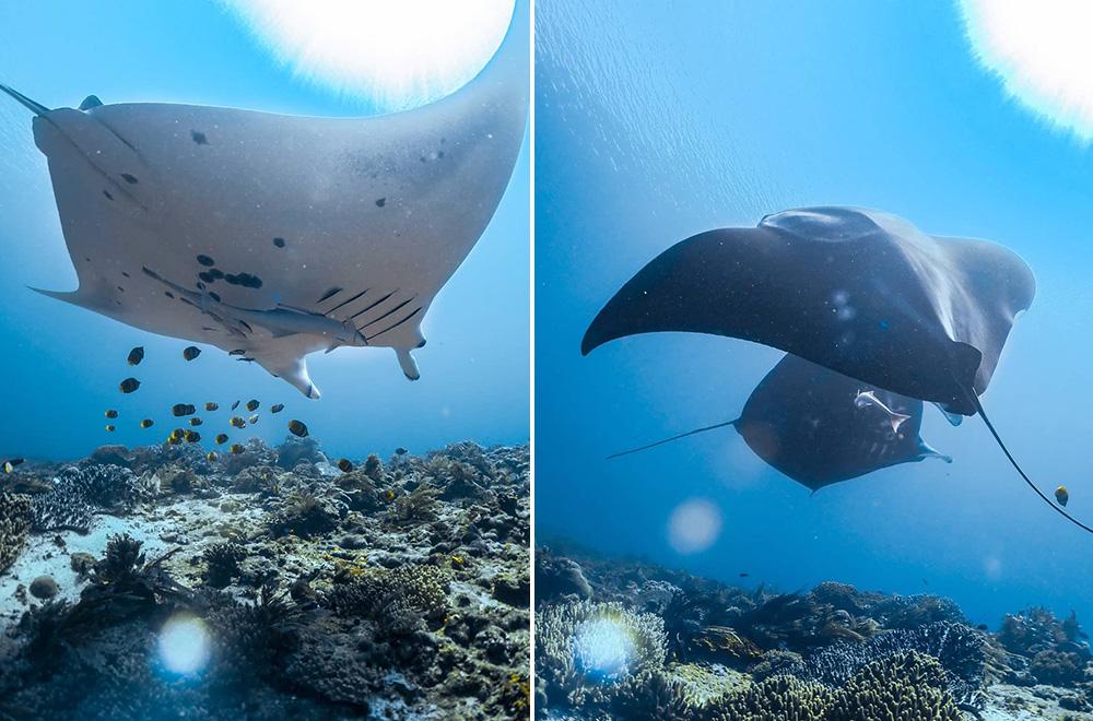 Manta Rays - Raja Ampat Diving Project