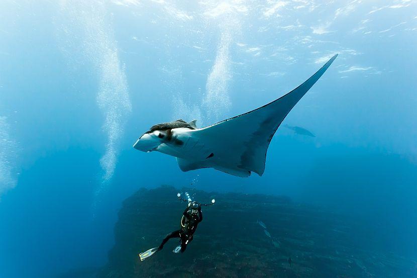 Manta Ray