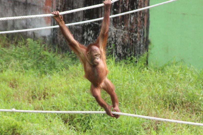 The Great Orangutan Project