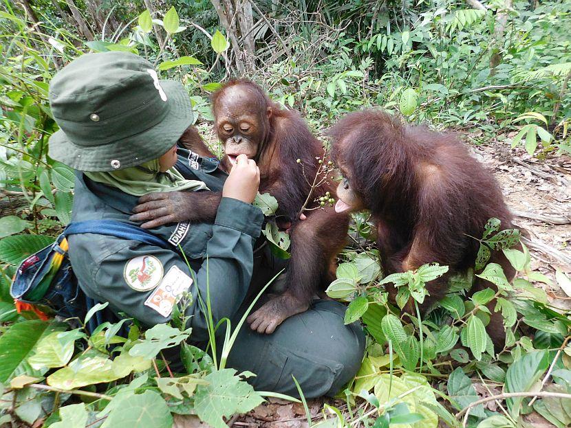 Baby orangutans