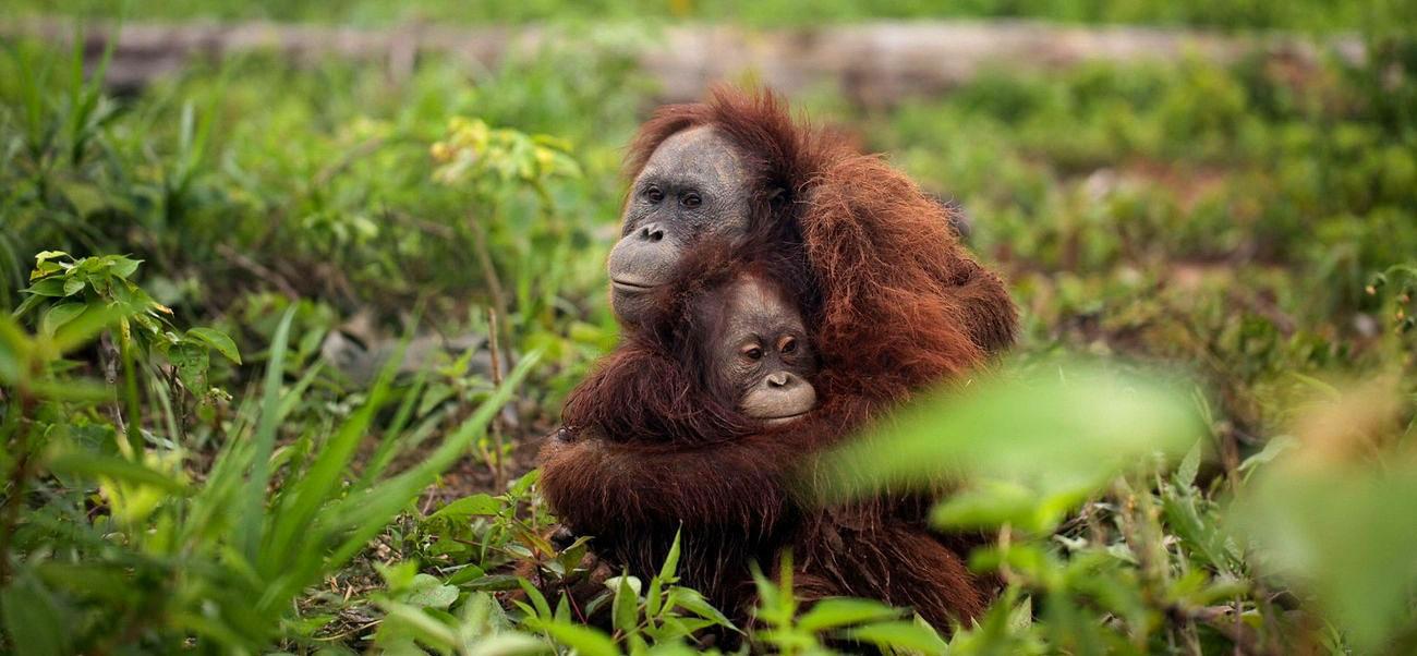 Orangutans Hugging