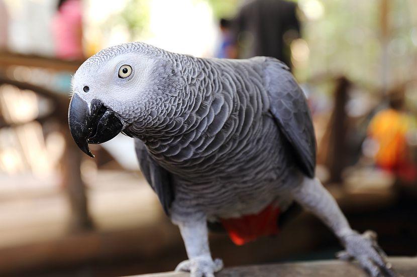 African Grey Parrot