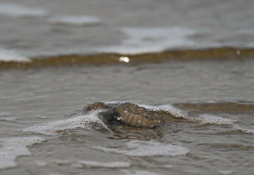 Turtle on beach in Costa Rica