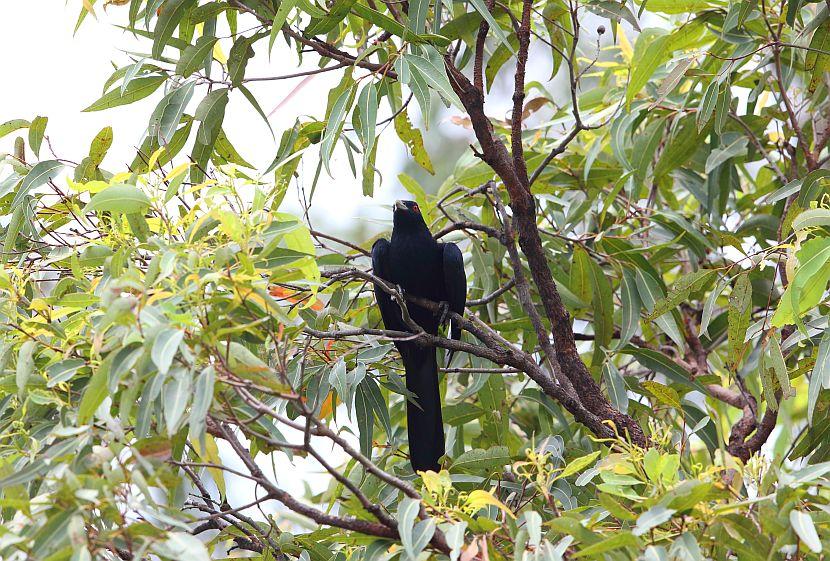 Australian Koel