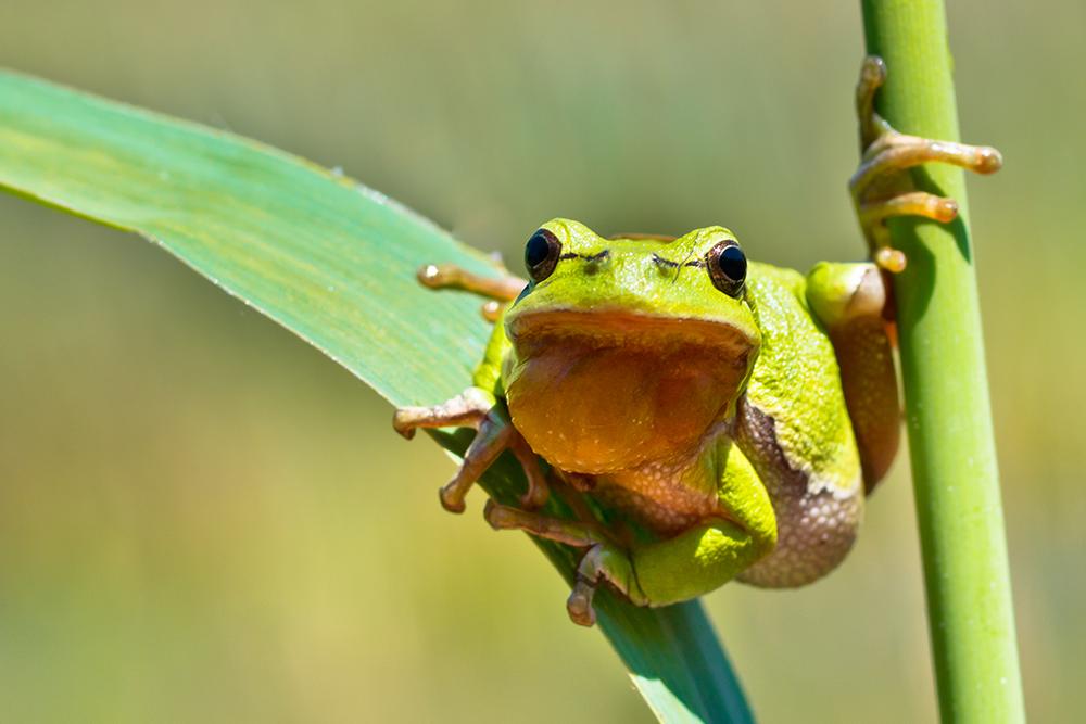 European Frog