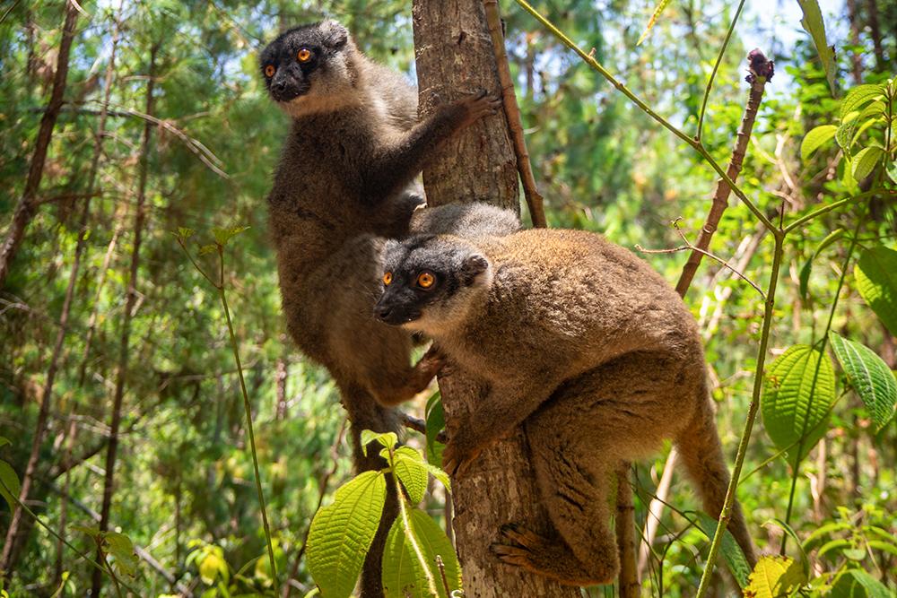 Photo of Two Common Brown Lemurs in Malagasy Forests