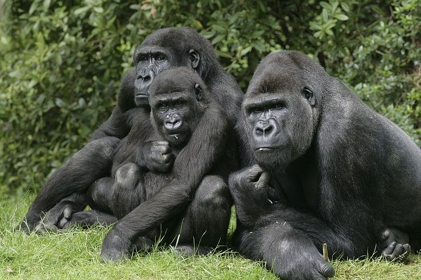 Gorilla Family