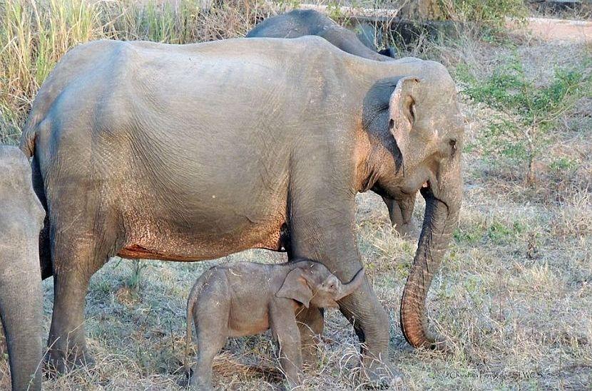 Baby elephant