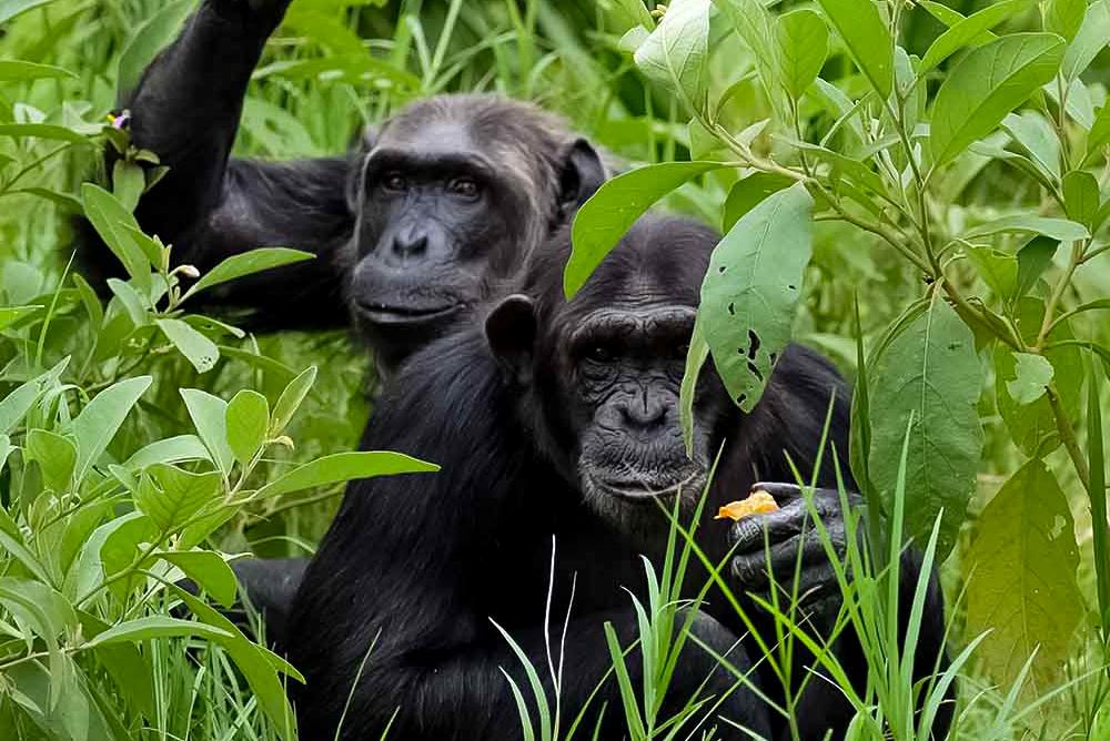 Chimp Eden - The Jane Goodall Institute