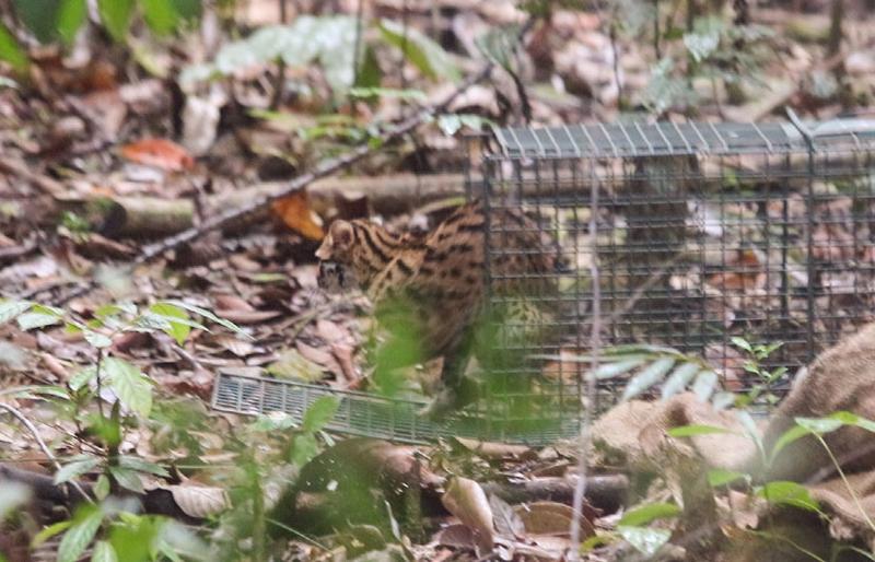 Leopard Cat Release The Great Orangutan Project