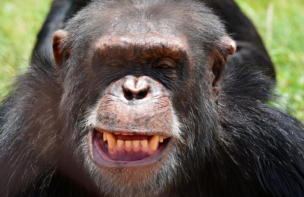 Meet Cozy: Chimp Eden - The Jane Goodall Institute