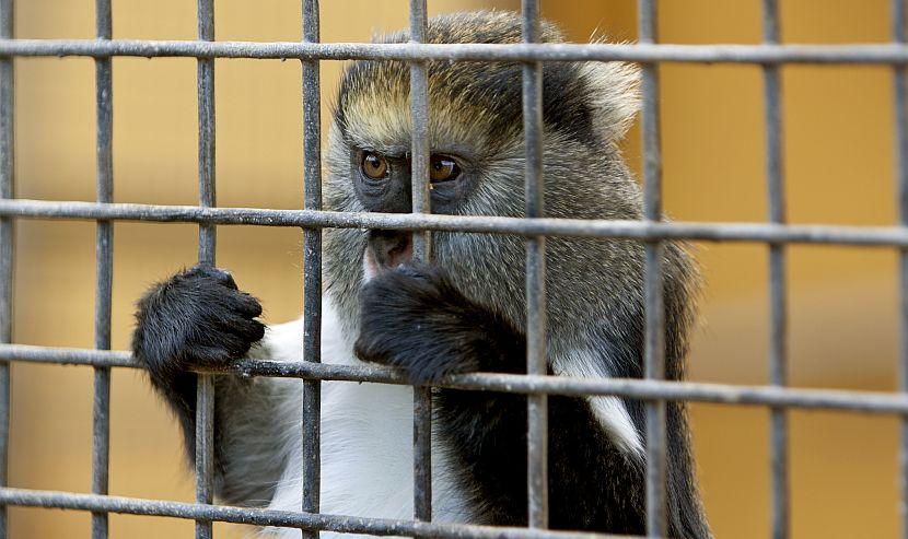 Monkey in cage