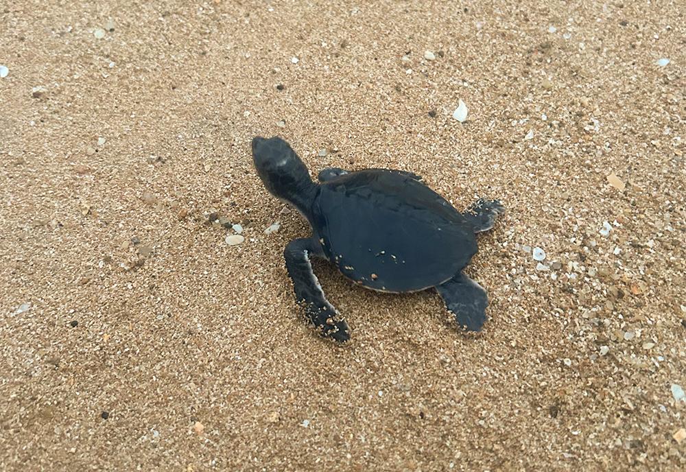 Baby Turtle