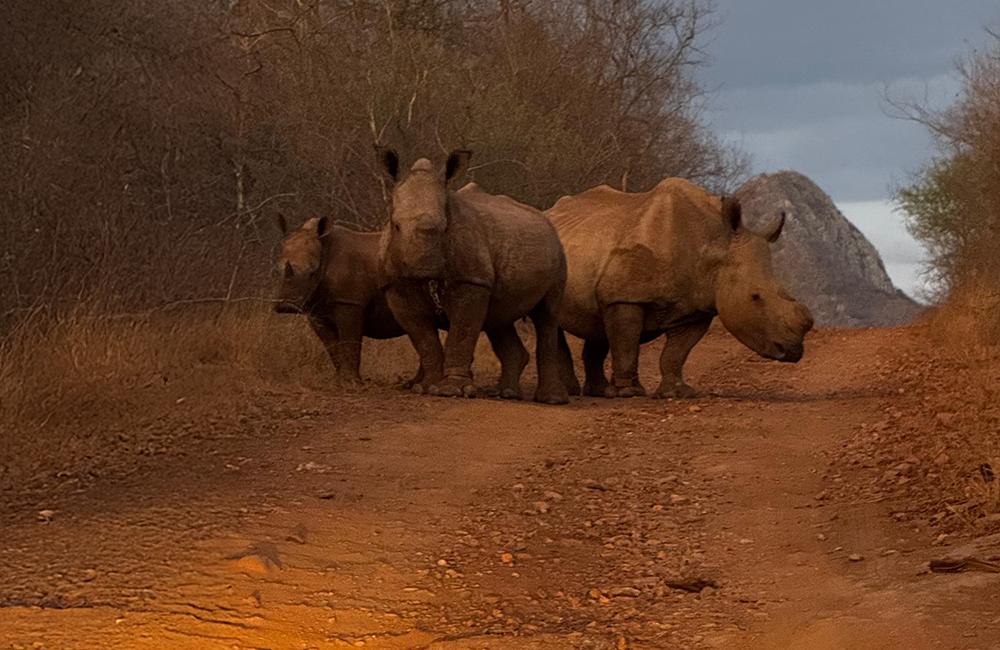 Rhinos on Reserve