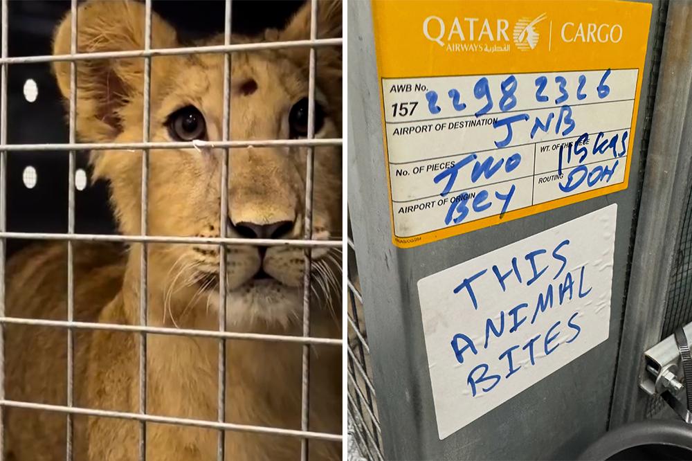 Lion Rescue Transportation