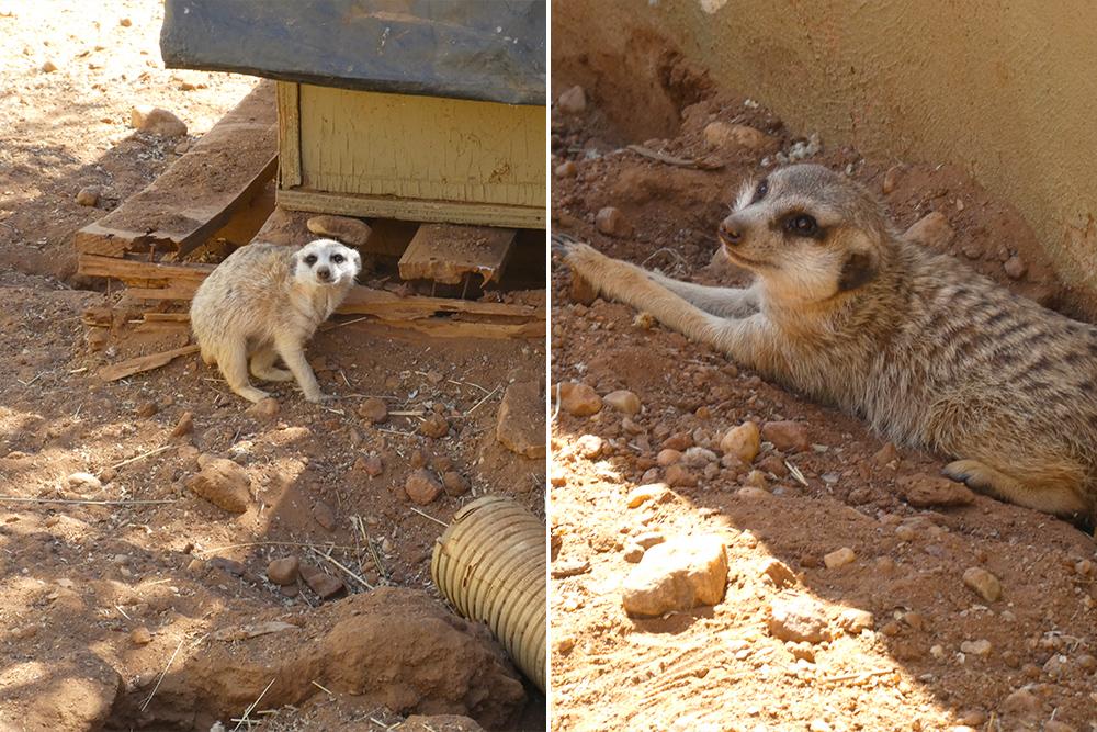 Meerkats