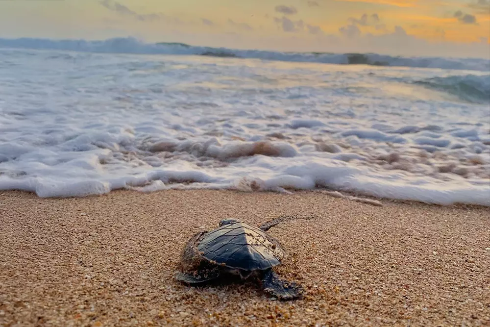 The Great Turtle Project