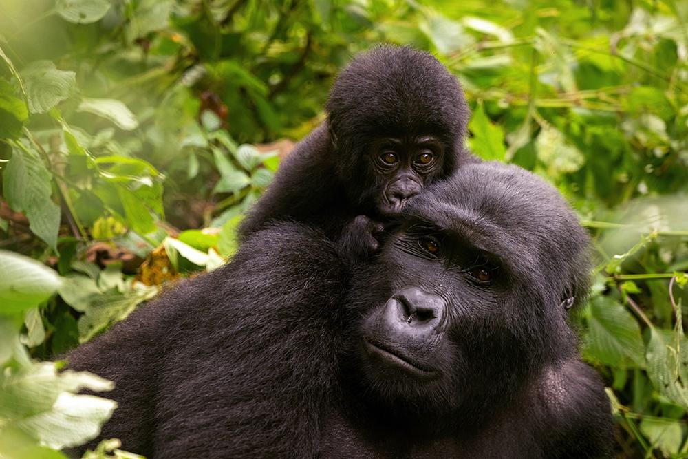 Mountain Gorilla