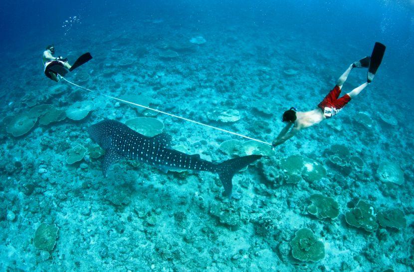 where do whale sharks live 