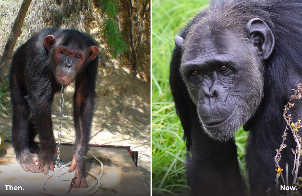 Meet Suzie: Chimp Eden - The Jane Goodall Institute