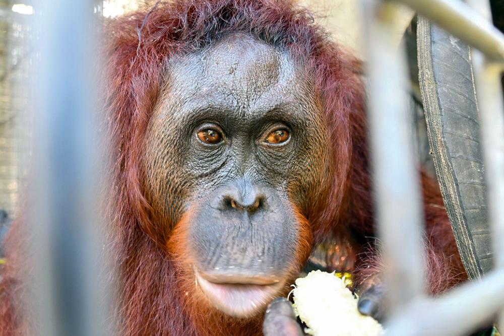Orangutan Semeru