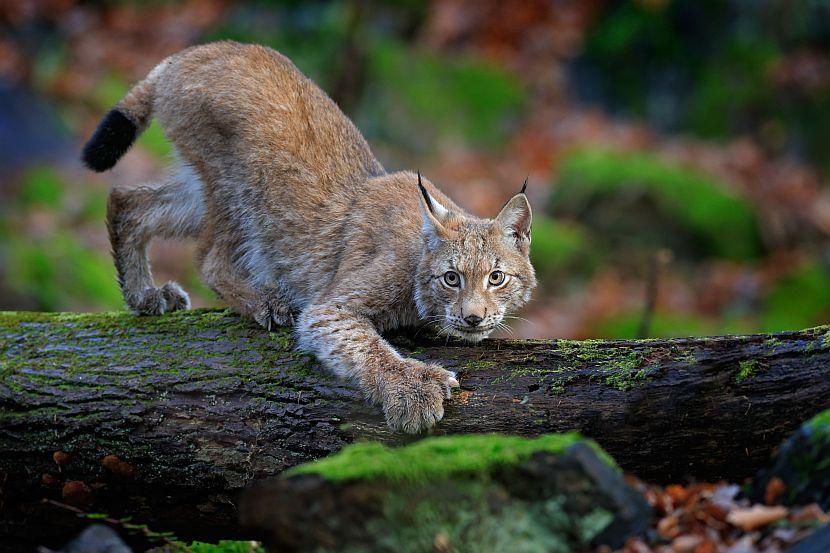 Eurasian lynx