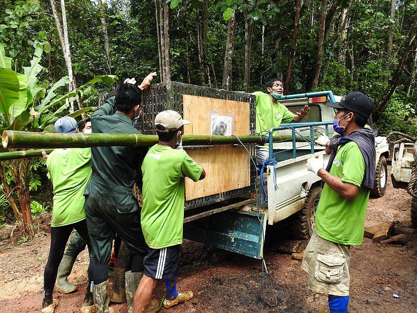 Orangutans being released 