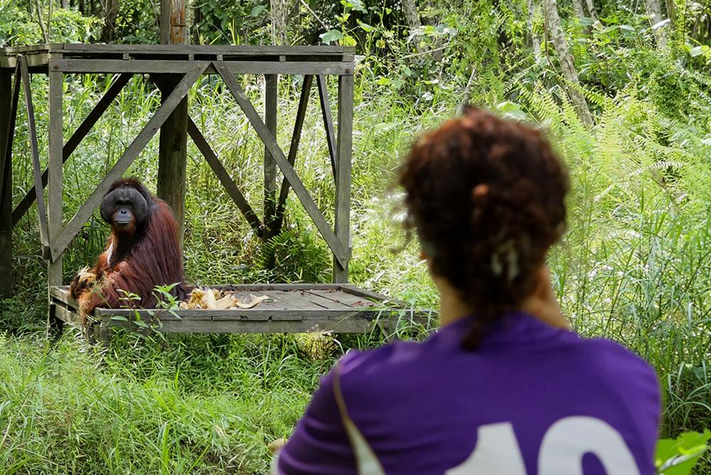 Volunteer Looking at Orangutan
