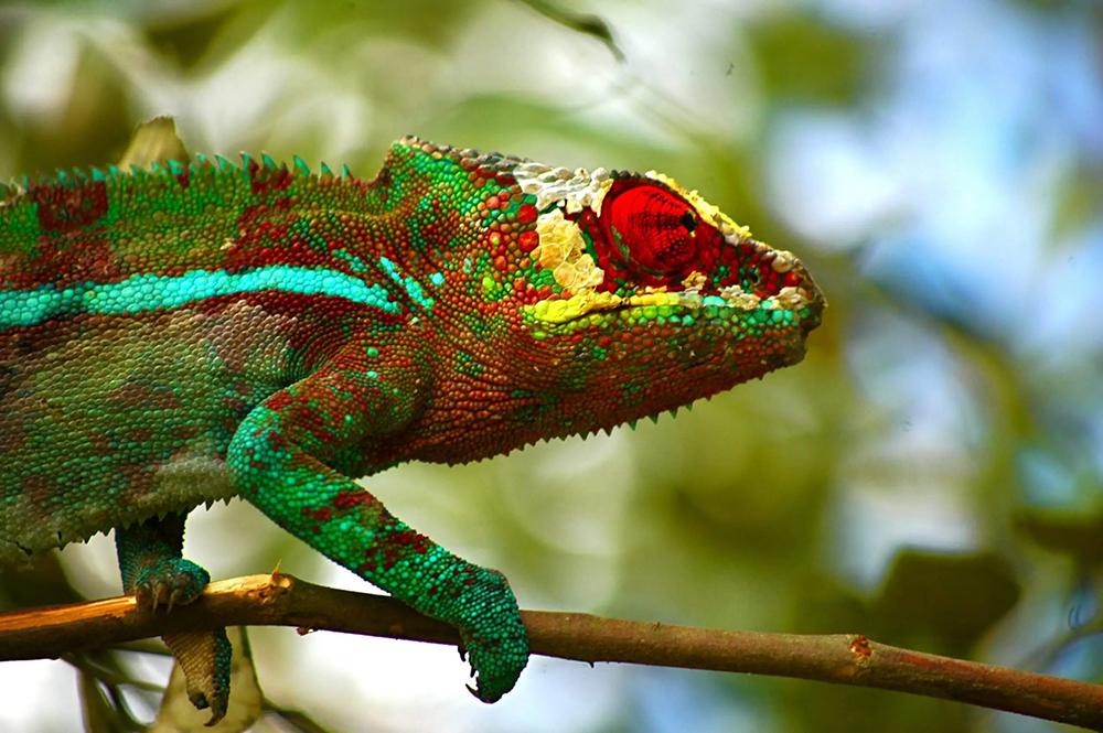 Colourful Chameleon
