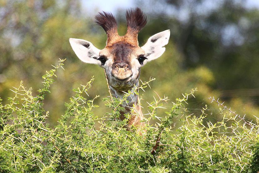 Cute Giraffe baby