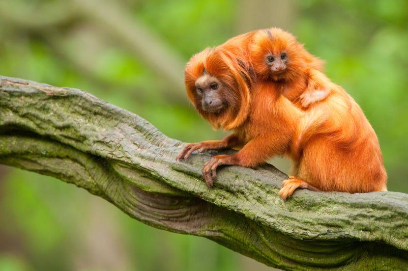 images of baby monkey on parents back 