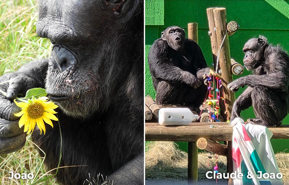 Chimpanzees Joao and Claude
