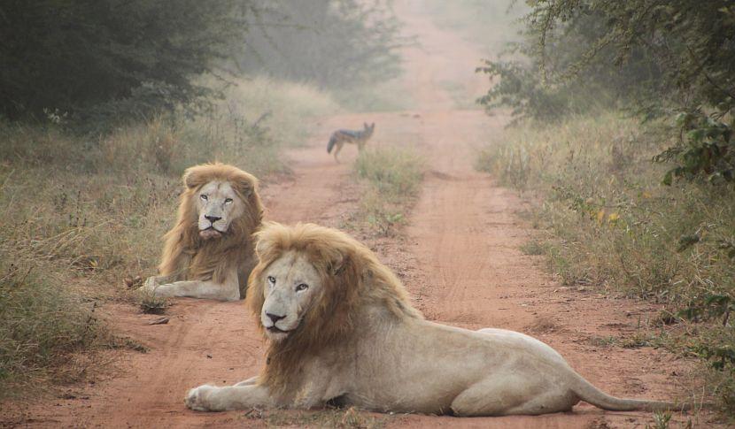 White Lions