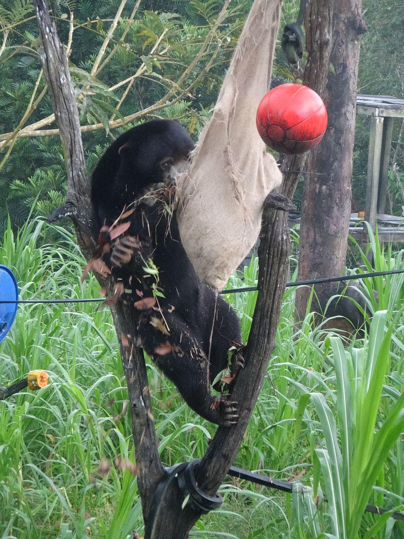 Sun Bear Enrichment