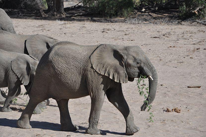 Working With Elephants