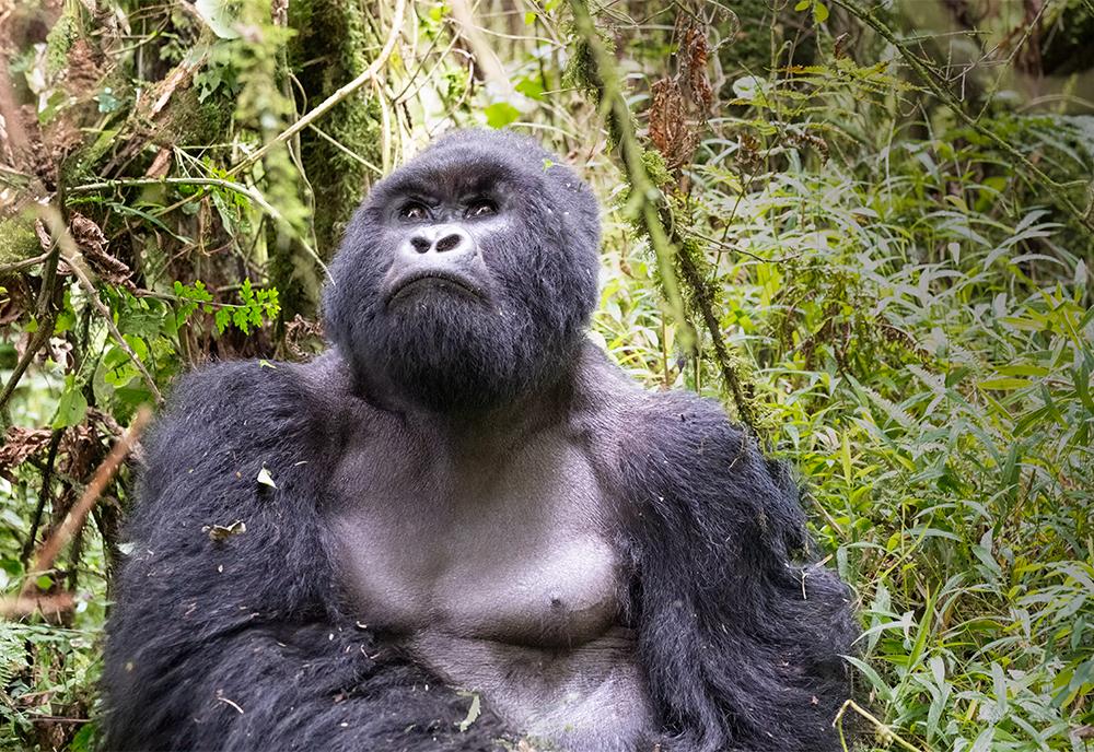 Mountain gorilla sighting