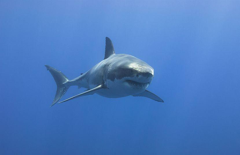 Great White Shark