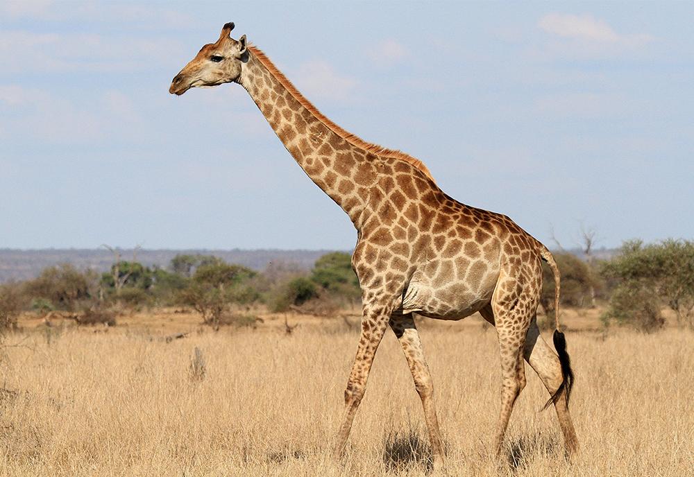 Giraffe