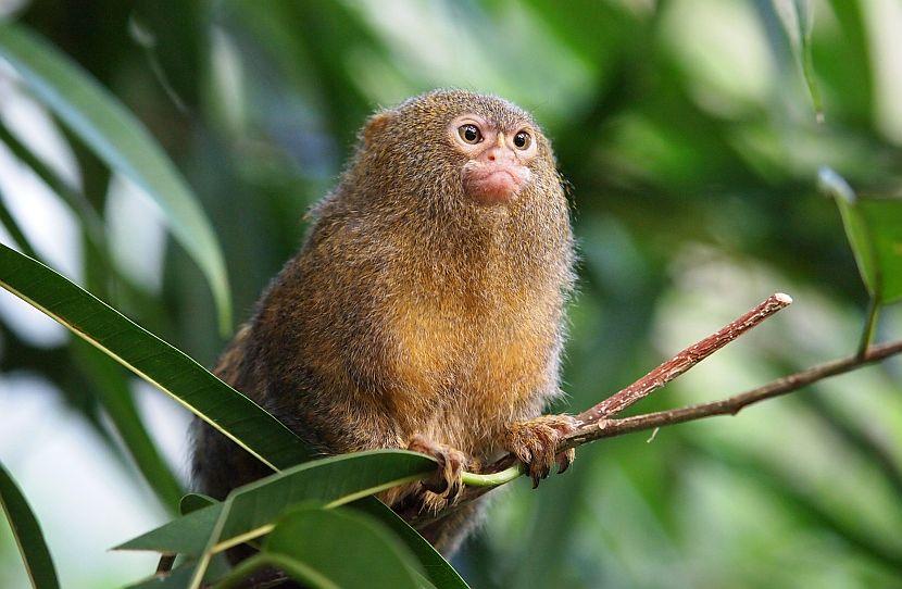 Pygmy Marmose