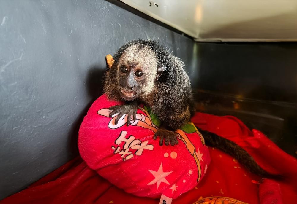 Georgie the Saki Monkey - Peru Wildlife Sanctuary